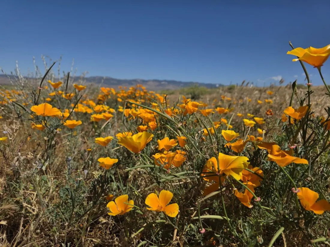 Hiking the LA Aqueduct: The PCT's Weirdest, Flattest Stretch Through the Mojave