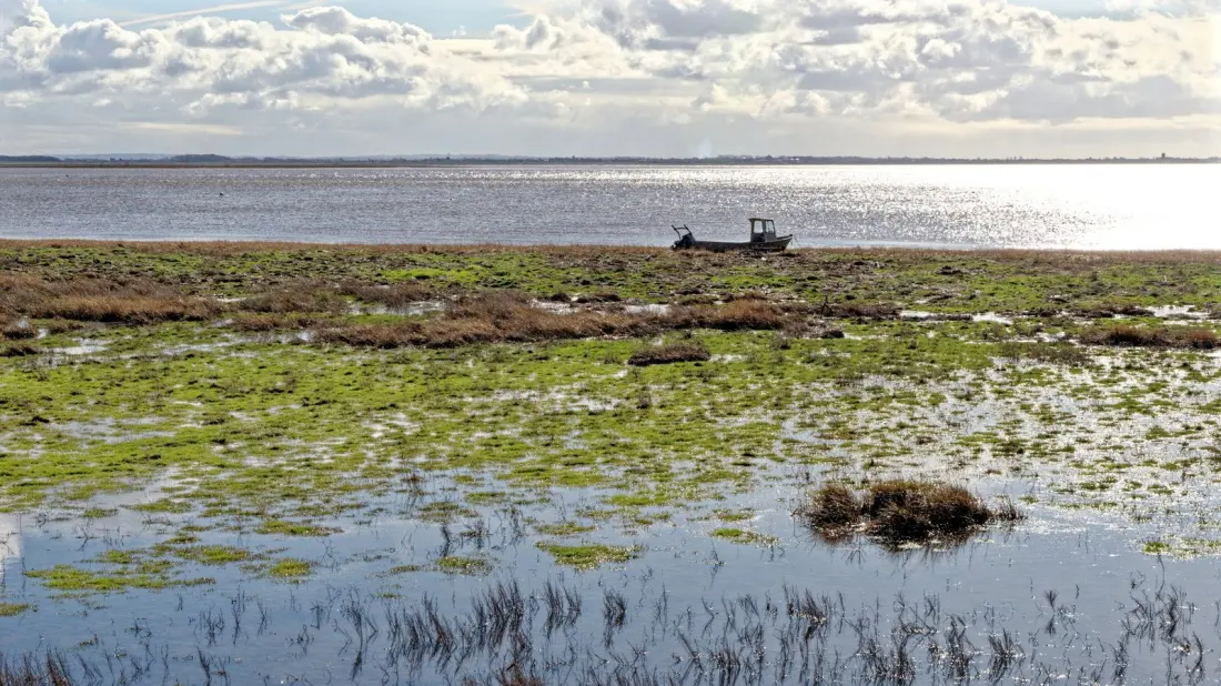 Skip the Blackpool crowds: birdwatching and marsh trails on the Ribble Estuary