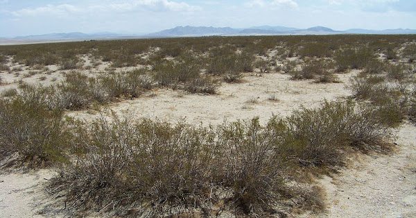 King Clone: The 11,700-Year-Old Desert Ring Older Than Every Civilisation