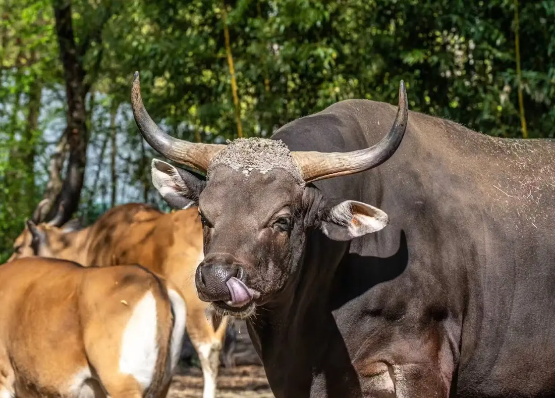 Australia's feral camels and banteng are the last wild herds on Earth
