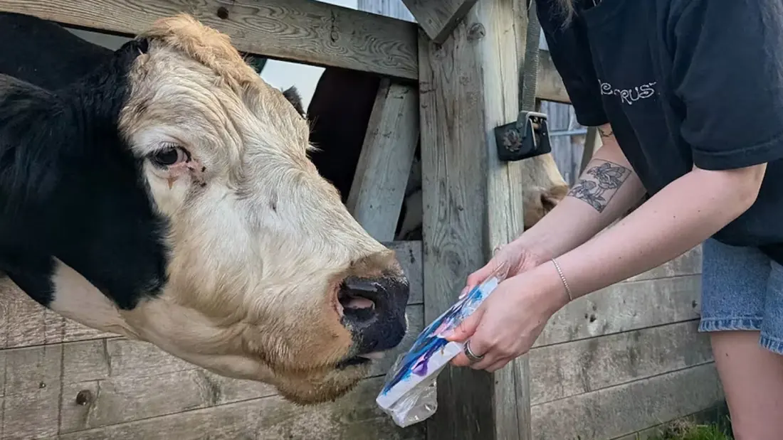 Toronto's quirkiest art show features paintings made entirely by rescued cows