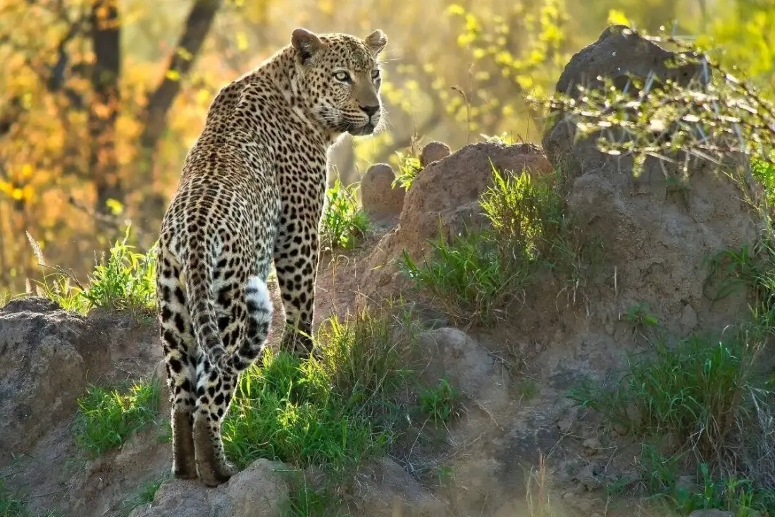 When to visit Kruger National Park for the best wildlife sightings