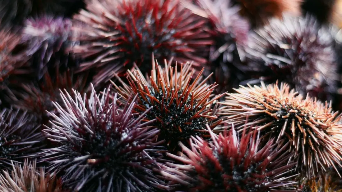 Hunting Purple Sea Urchins at Low Tide on California's Sonoma Coast