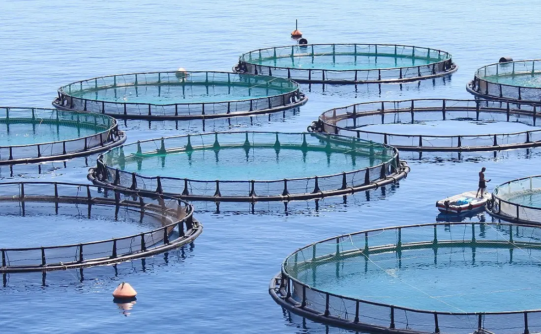 Egypt's Farmed Fish Gets the Green Light for EU Shelves
