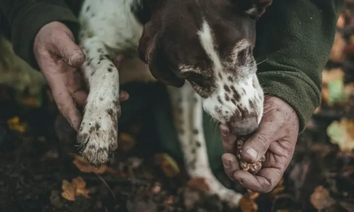 White Truffle Season in Istria: Prices Hit €5,000 a Kilo in a Tight Harvest Year