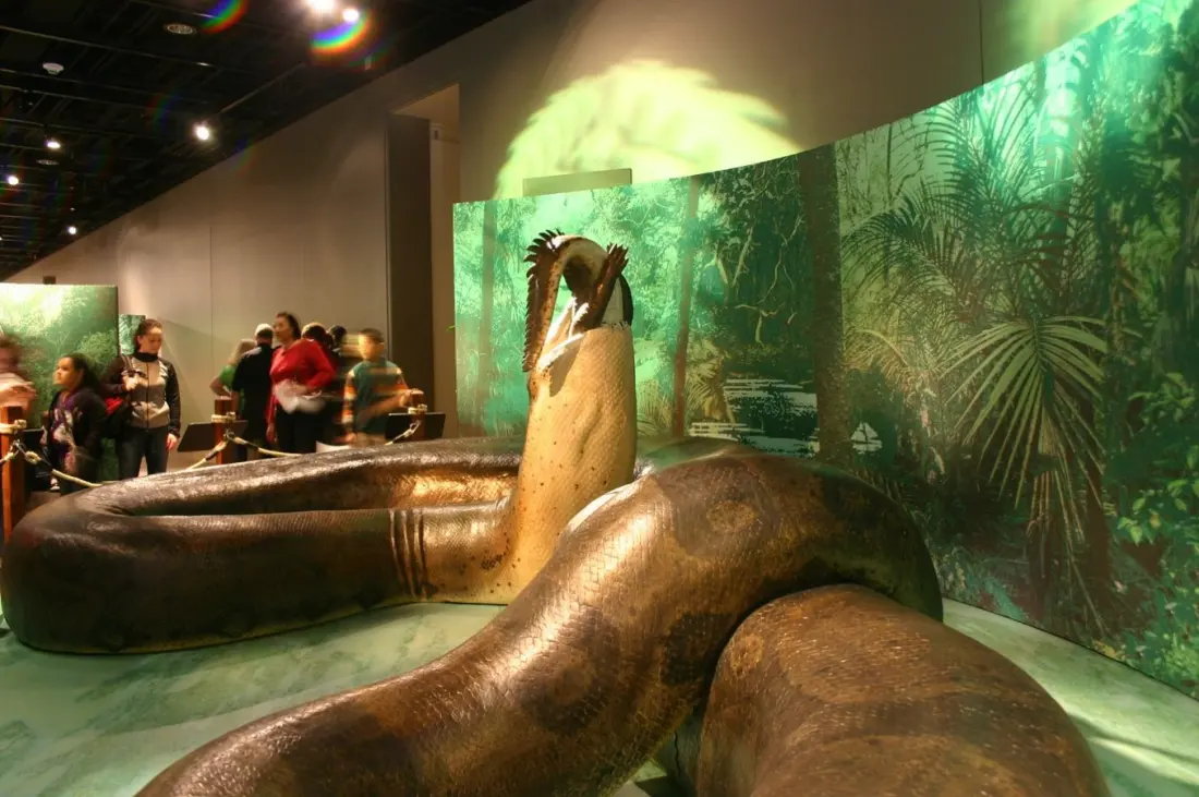 Colombia's Titanoboa: Where to See the World's Biggest Snake Fossils
