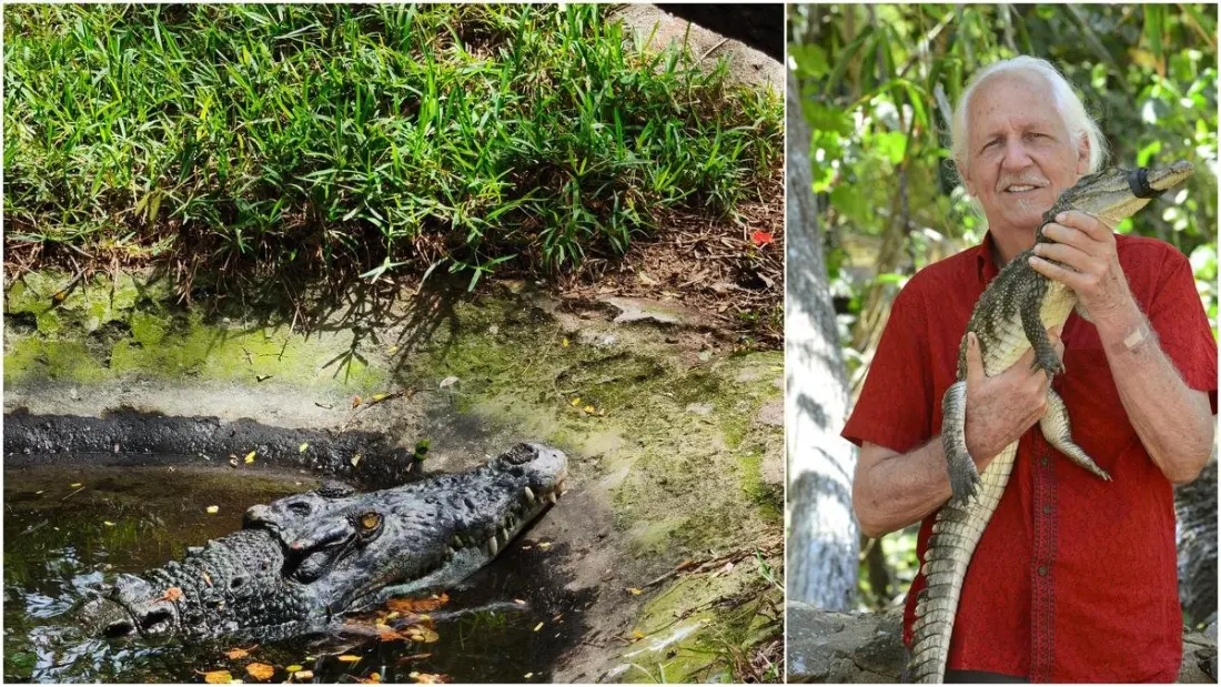 Chennai's Crocodile Bank Turns 50: Why This Reptile Sanctuary on the East Coast Road Still Matters