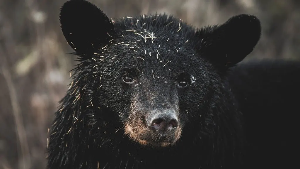 14 Black Bears Euthanized Near Bozeman After Illegal Feeding — What Every Traveller to Bear Country Should Know