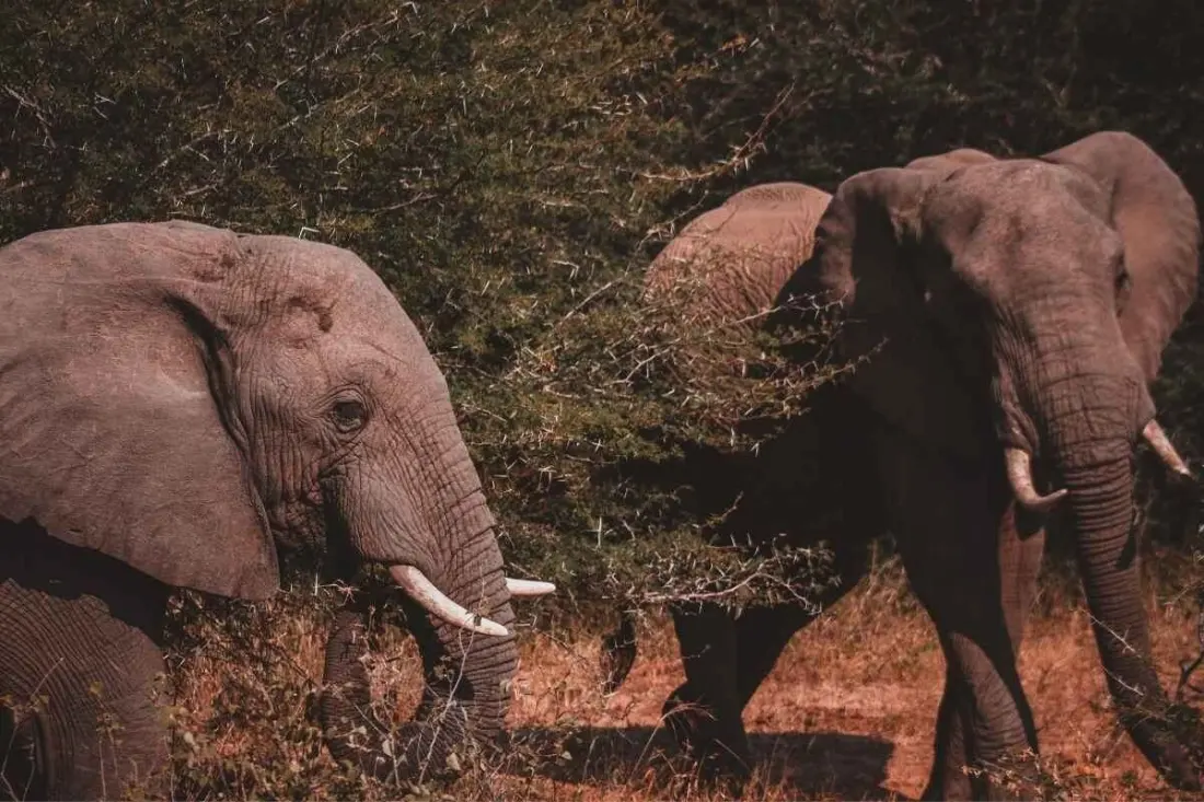 Limpopo takes centre stage as South Africa's Tourism Month 2026 spotlight province