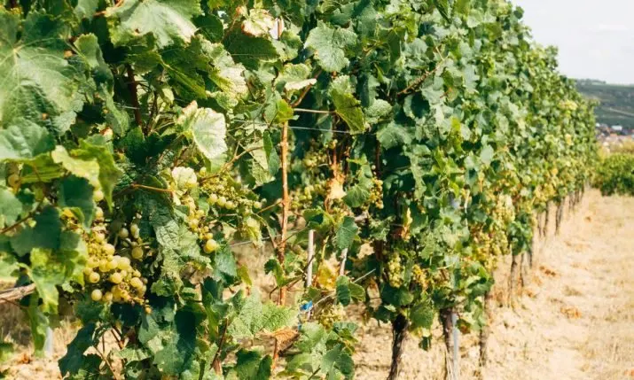 A vine-killing disease is spreading across Croatia's wine country — here's what travellers should know