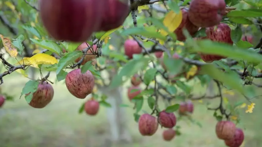Floods hit Mustang's apple harvest, stranding fruit on the road to Jomsom