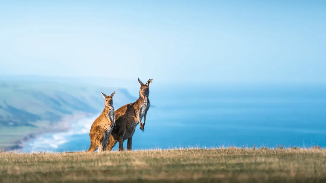 Five Habits That Give Away American Tourists in Australia (And How to Blend In)