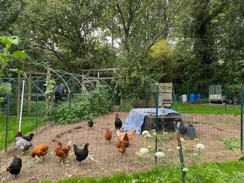 Four Feral Chickens, One Cottage Garden: A Window into Rural French Autumn
