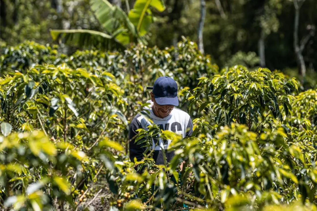 Colombia's Coffee Harvest Drops 15% — But Your Cup (and Coffee Tour) Is Still Safe