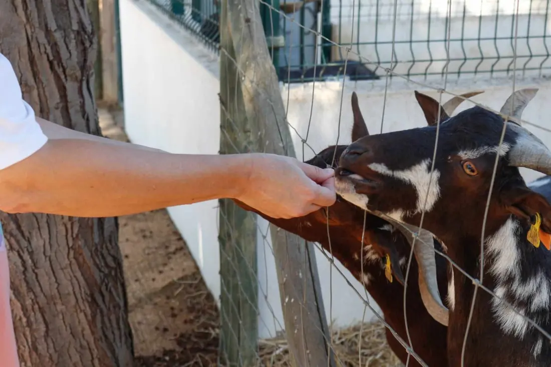 Portimão's educational farm reopens in October after a year of renovations