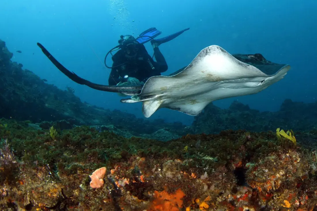 Aliwal Shoal: sharks, wrecks and warm current diving off KwaZulu-Natal