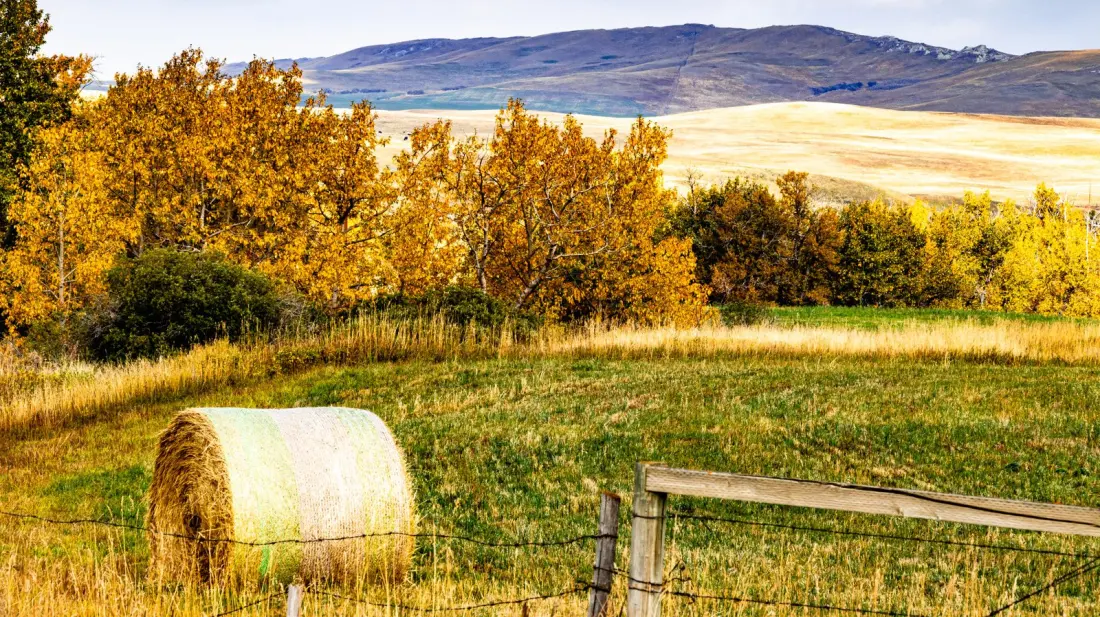 Cardston, Alberta: The Cowboy Town With A White Granite Temple And Rocky Mountain Views