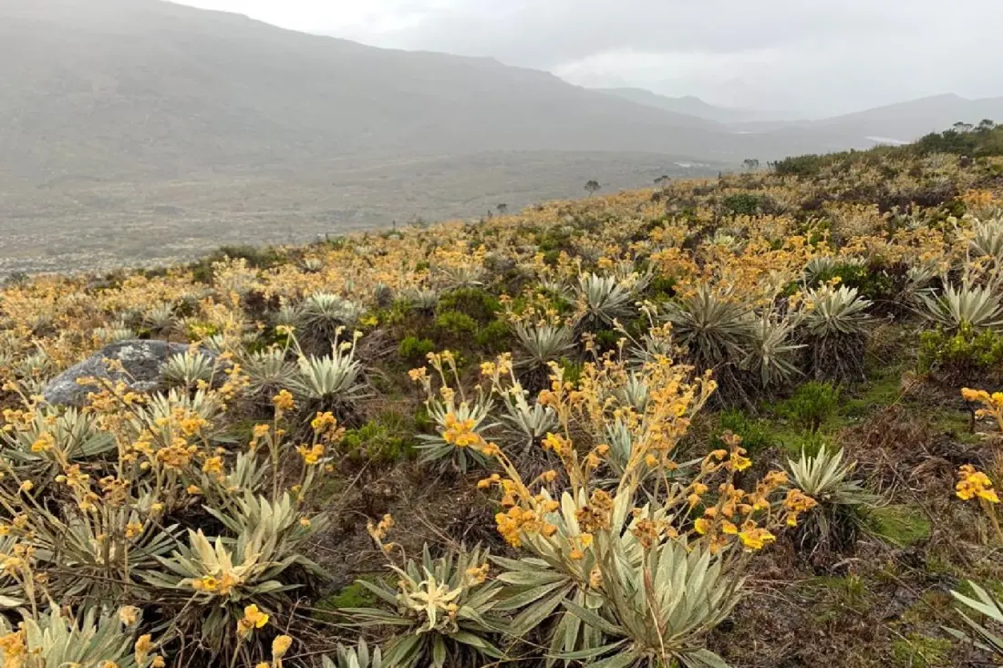 Colombia Is Using AI to Count Frailejones and Scan Mangroves Without Felling a Single Tree