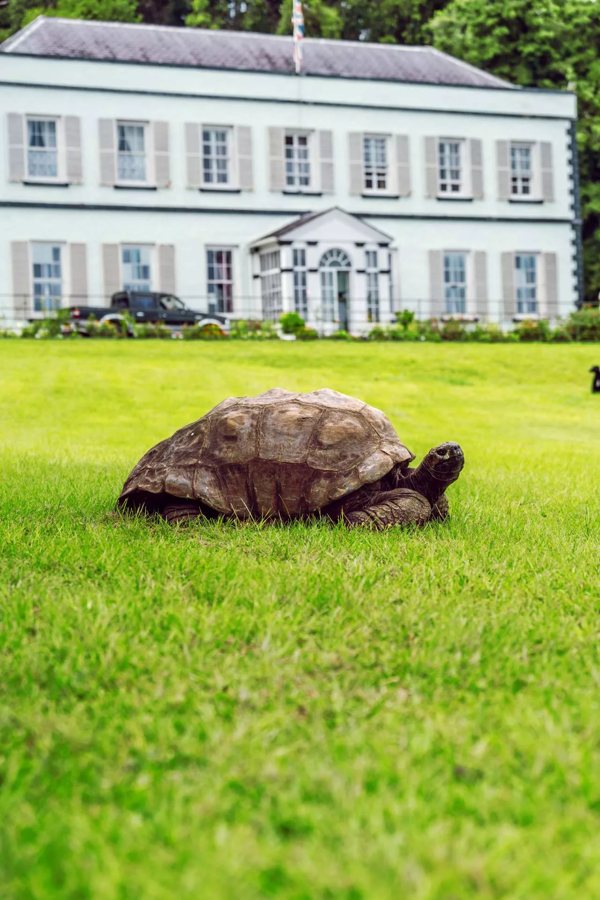 Jonathan the Tortoise Turns Longevity Into a Science Story on St Helena