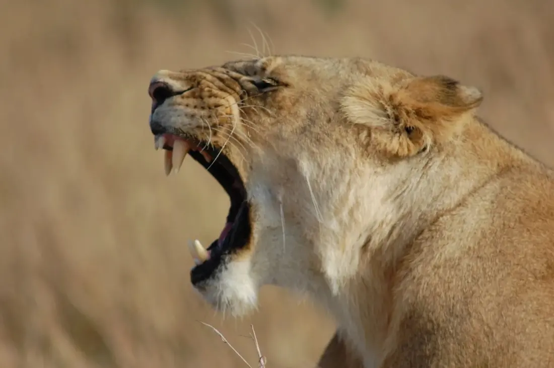 Roughly 24,000 Wild Lions Left: What a New Photo Essay Tells Us About Africa's Big Cats