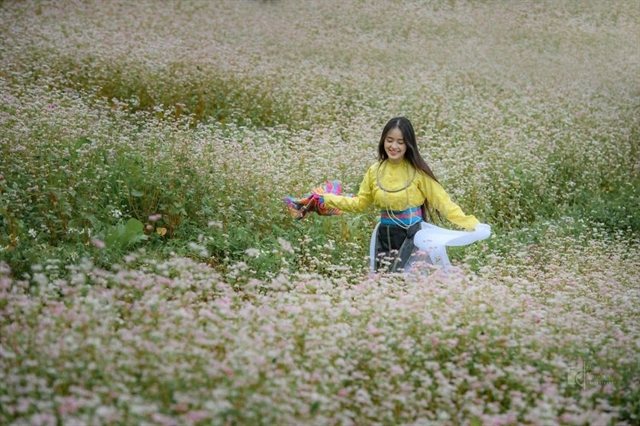 Buckwheat season gets a rethink in Vietnam's Đồng Văn Karst Plateau