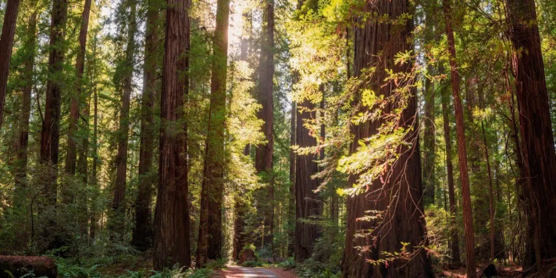 Felton, California: The Redwood Town Turning Into Santa Cruz County's Best Weekend Escape