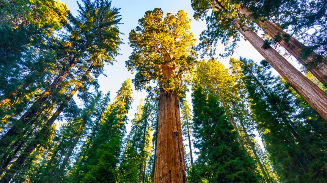 General Sherman: The 2,200-Year-Old Giant That Stars in Sequoia National Park