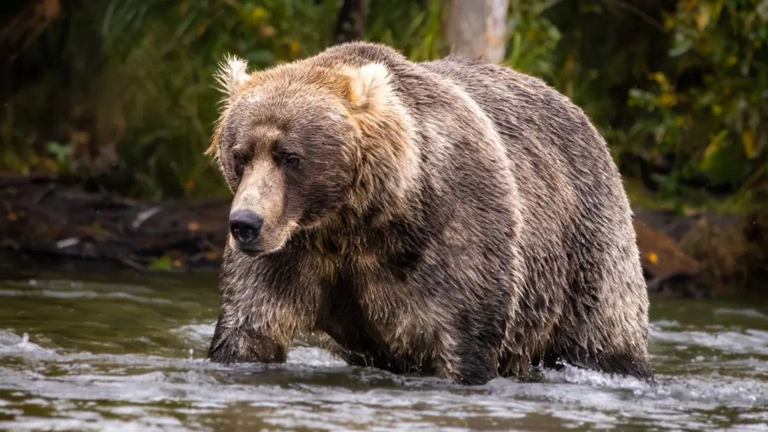 Fat Bear Week 2026: The Katmai Tournament Where the Chubbiest Bear Wins