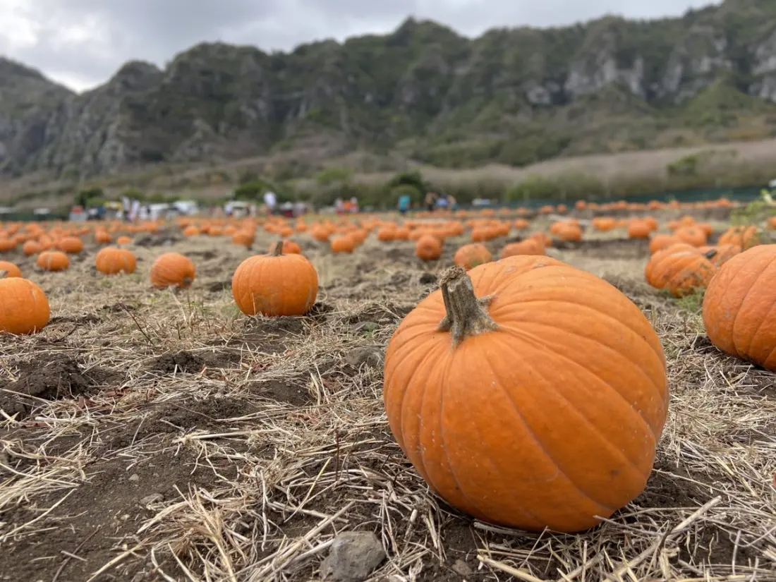 Pumpkin Patches in Hawaiʻi: Where to Find Fall Fun on Three Islands