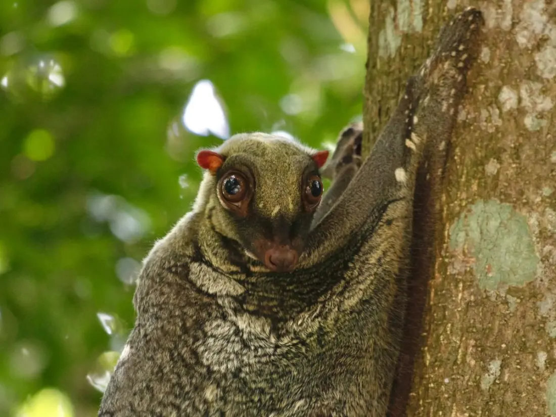 The colugo: Southeast Asia's gliding 'flying lemur' and how to actually spot one