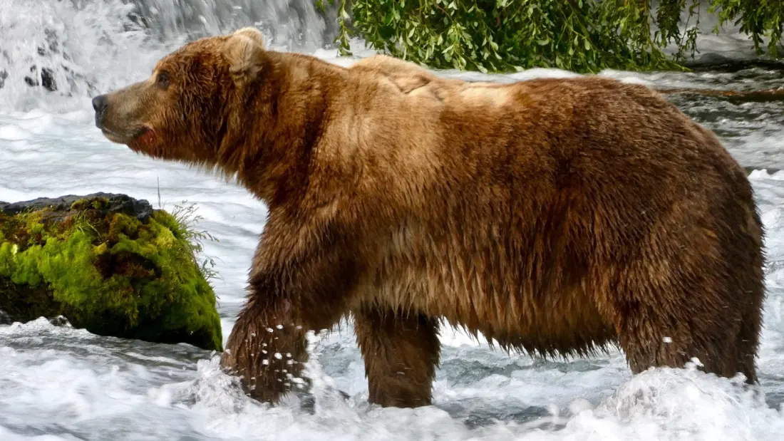 Backpack the Bear Wins Fat Bear Week 2026 Without Throwing a Single Punch
