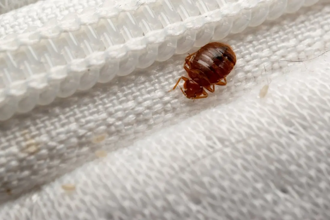 Bedbugs on planes, trains and hotel beds: how to spot the signs before they hitch a ride home