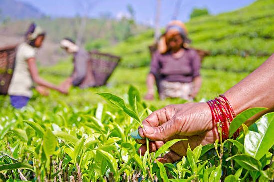 Jhapa's new tea testing lab could put eastern Nepal's brews on the map