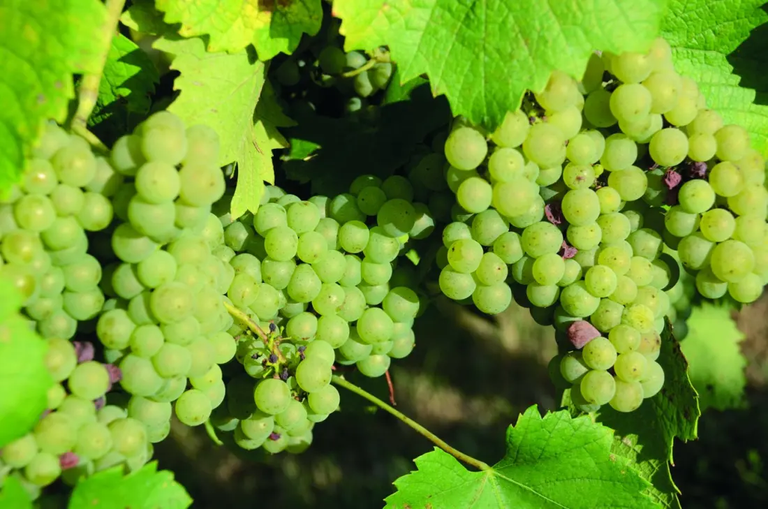 Muscadet's Quiet Comeback: Why Nantes's White Wine Is Worth Another Look