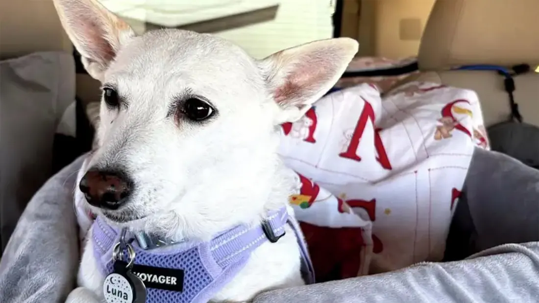 Luna the Jack Russell Terrier Rescued After 34 Days Loose in Yellowstone