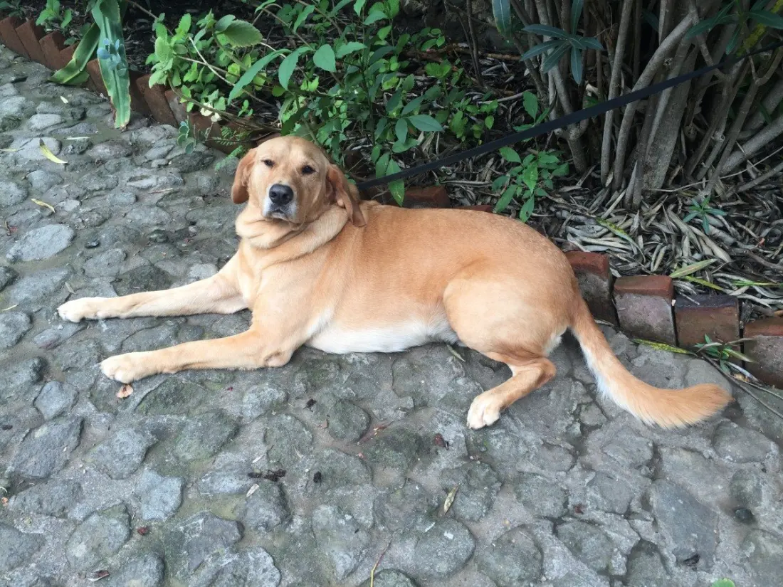 How a Dog Can Break the Ice in Mexico City's Parks