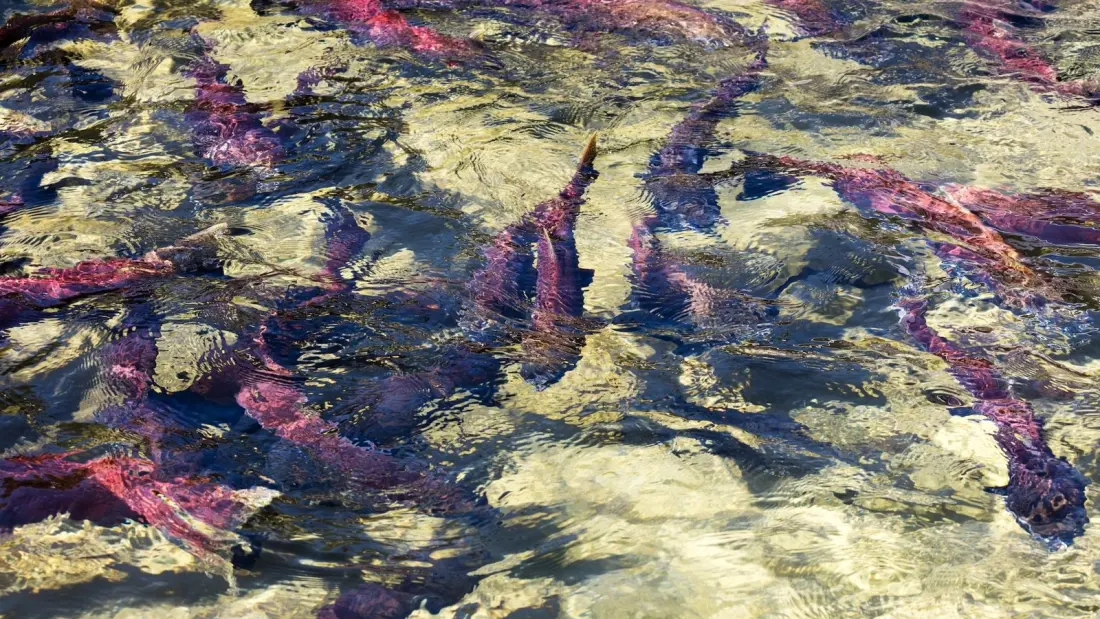 Where to watch salmon spawn around Vancouver and B.C. this fall
