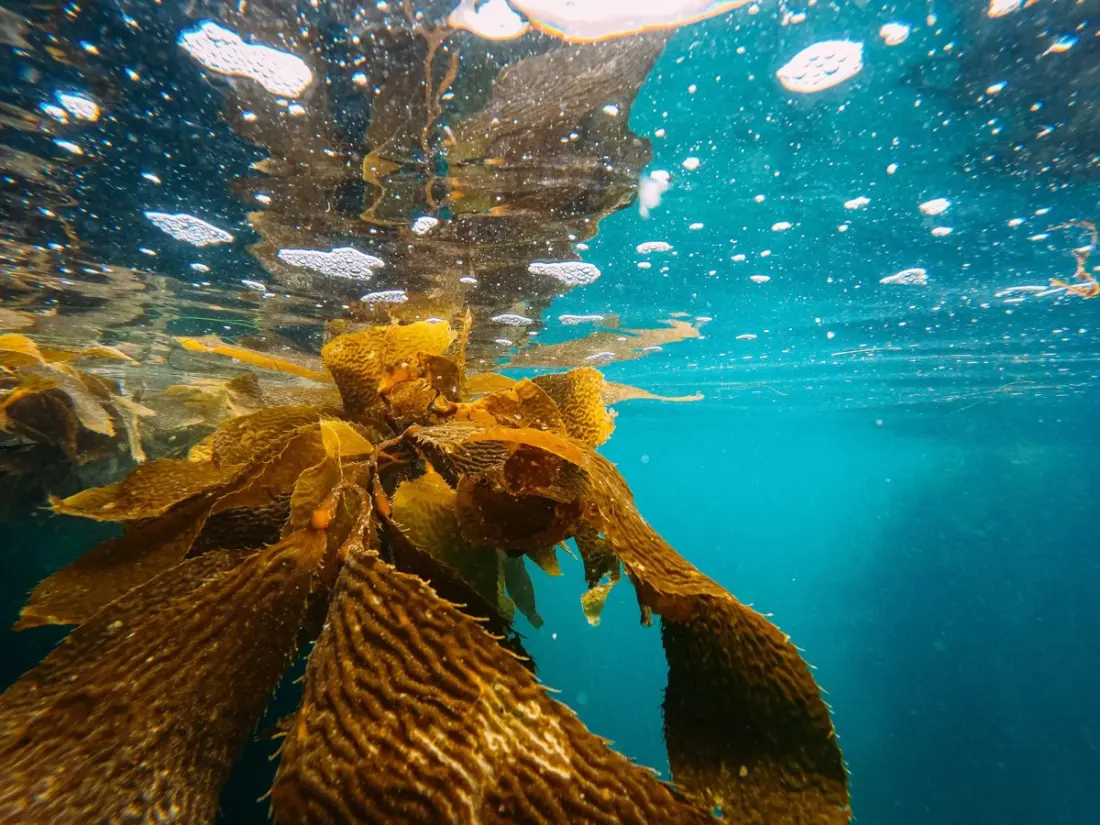 New red seaweed species Mzanzia boltonii puts South Africa's coastline on the map