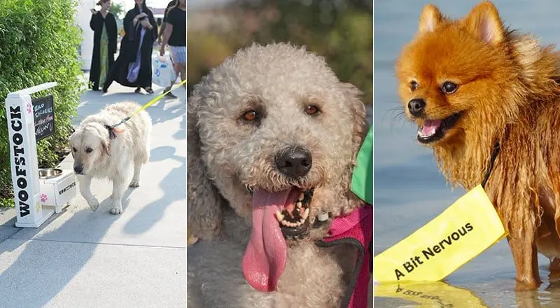 Woofstock returns to Dubai Media City this weekend with dog training, rescue groups and food trucks