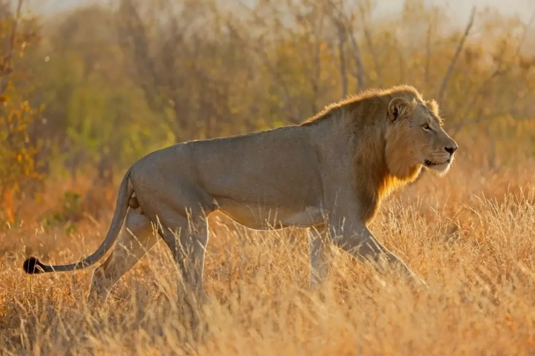 Where to Find Lions in Kruger: The Areas Worth Your Time