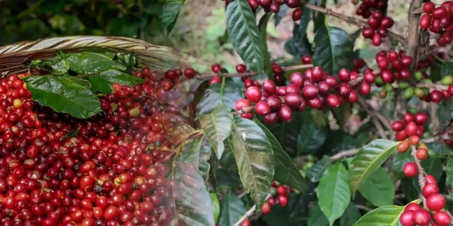 Concepción de Ataco Coffee Festival: El Salvador's March Celebration of High-Grown Beans
