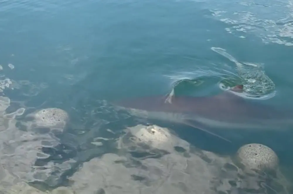 A bull shark in Busan's waterfront canal is now the city's favourite tourist attraction