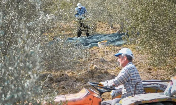 Istria's Olive Harvest Begins — But Drought Means You'll Pay More for That Bottle