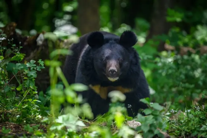 Japan's Bear Crisis: What 14,000 Culls Mean for Travellers in Bear Country