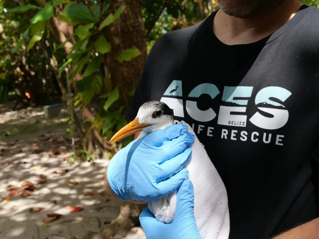 San Pedro's wildlife rescue just had its busiest, most varied year yet — 72 species in care