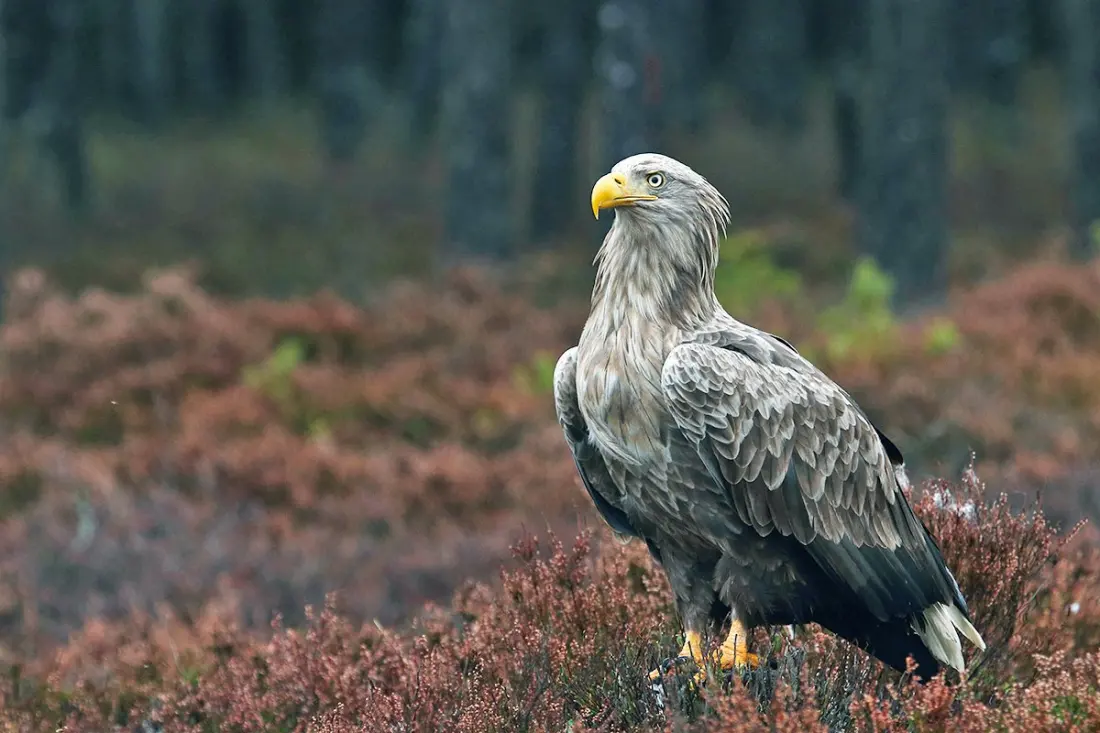 Where to see white-tailed eagles in Estonia, Europe's quiet conservation comeback