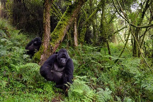 Gorilla trekking in 2026: where to go, what it costs and how to do it right