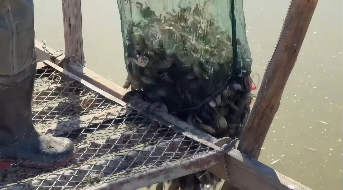 Seed Crabs in Overwintering Ponds: How a Saline-Alkali Corner of Inner Mongolia Turned Itself Around