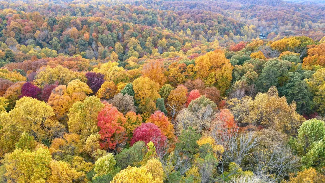 Jefferson Memorial Forest: America's Biggest City-Owned Urban Forest Sits Just Outside Louisville