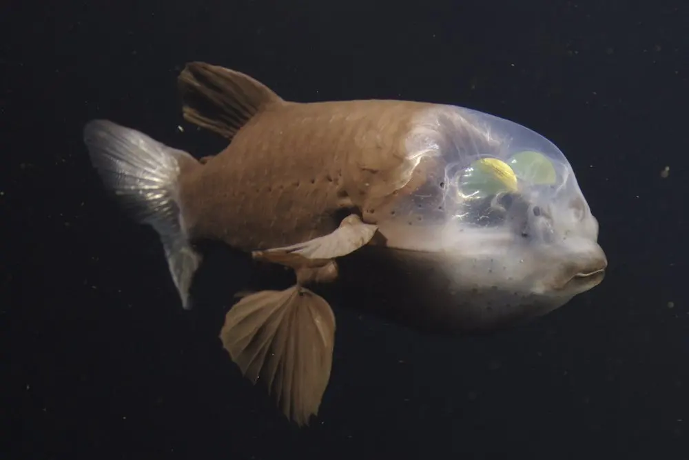 Barreleye fish with a transparent head spotted off California — and filmed in 4K for the first time
